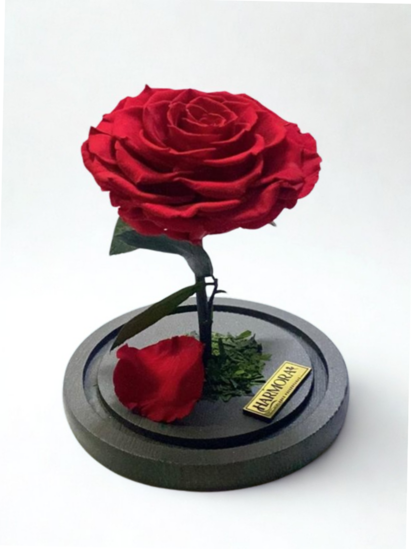 rosa pasión xl