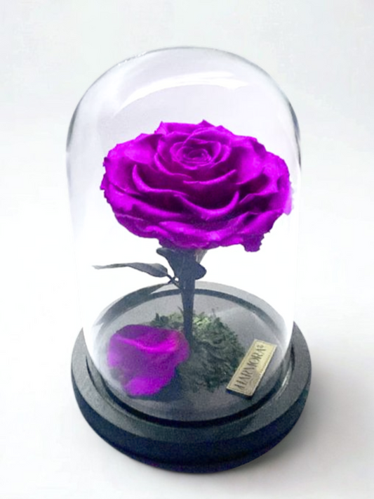 Rosa SABIDURÍA XL