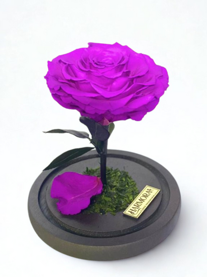 Rosa SABIDURÍA XL