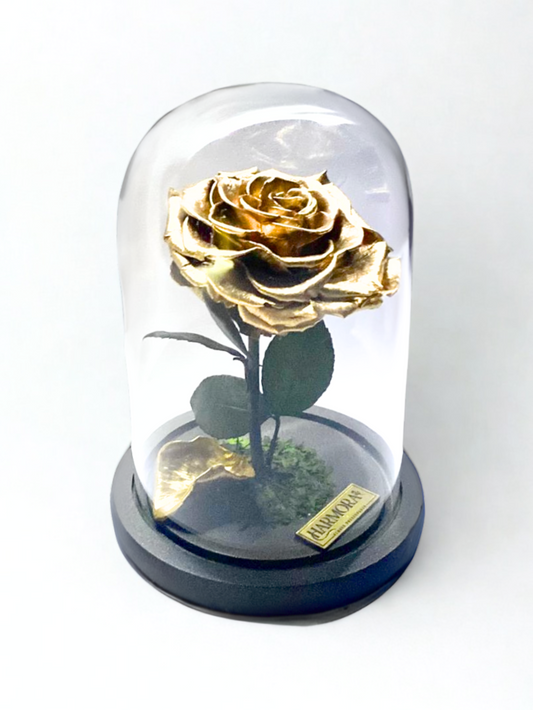 Rosa Gold XL