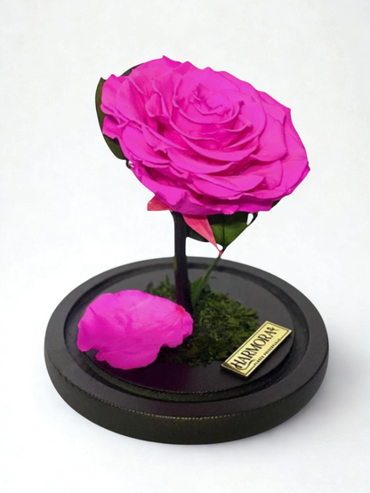 Rosa AUDAZ XL