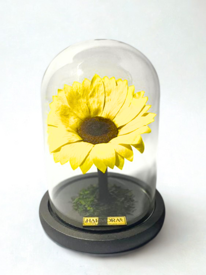 Girasol FELICIDAD XL