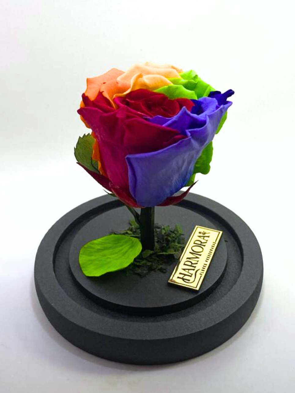 rosa rainbow
