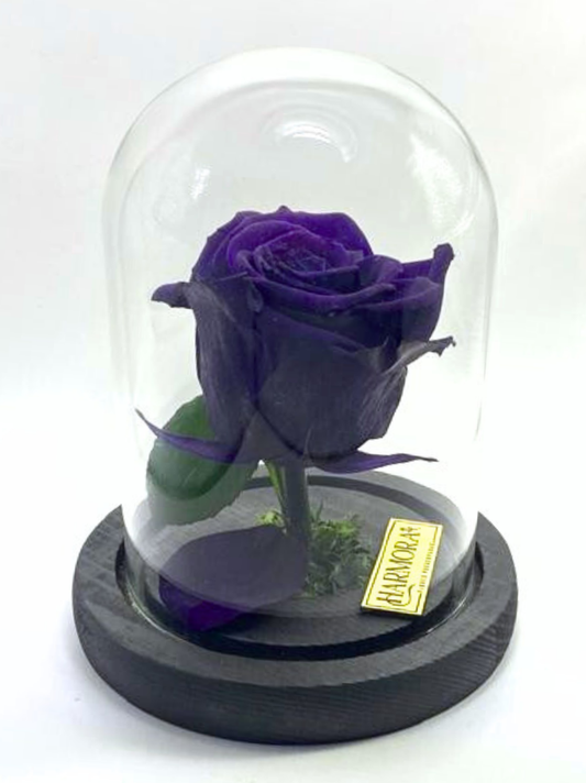 Rosa INTROSPECCIÓN CLASSIC ~ 14 CM