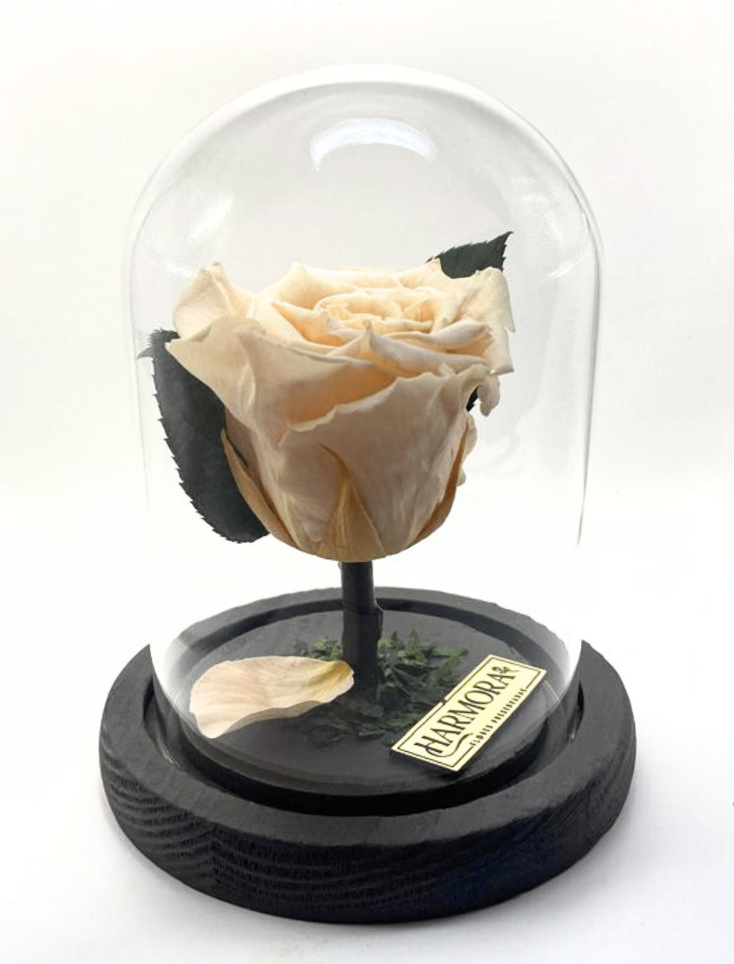 rosa sinceridad classic ~ 22.5 cm