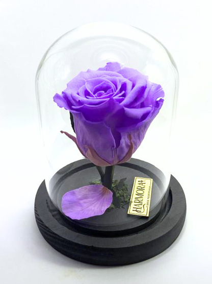 Rosa TRANSFORMACIÓN CLASSIC ~ 14 CM