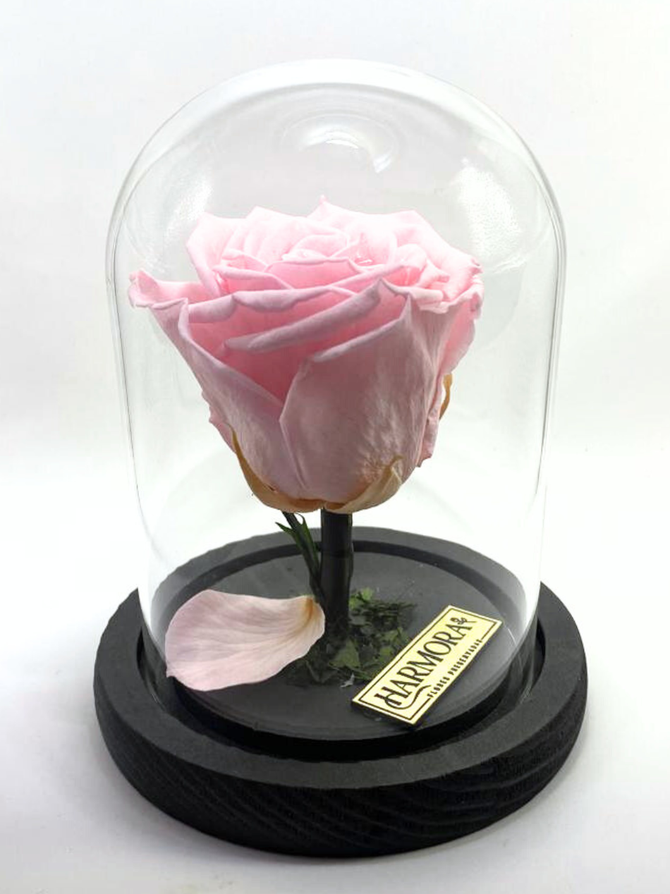 rosa dulzura classic ~ 14 cm