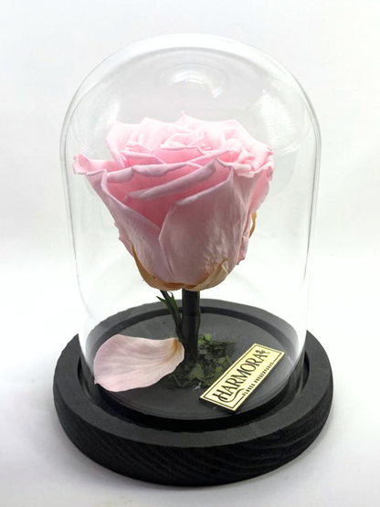 Rosa DULZURA CLASSIC ~ 14 CM