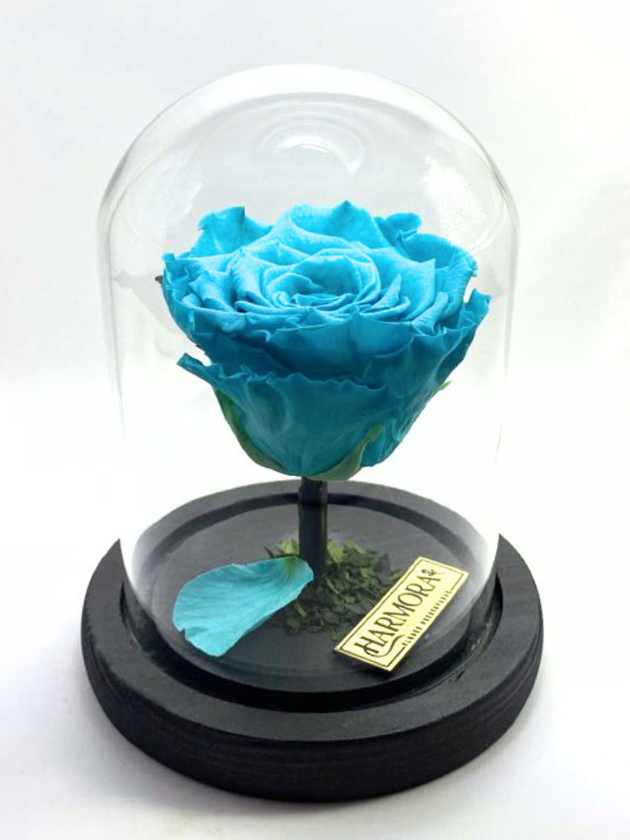 rosa plenitud classic ~ 14 cm