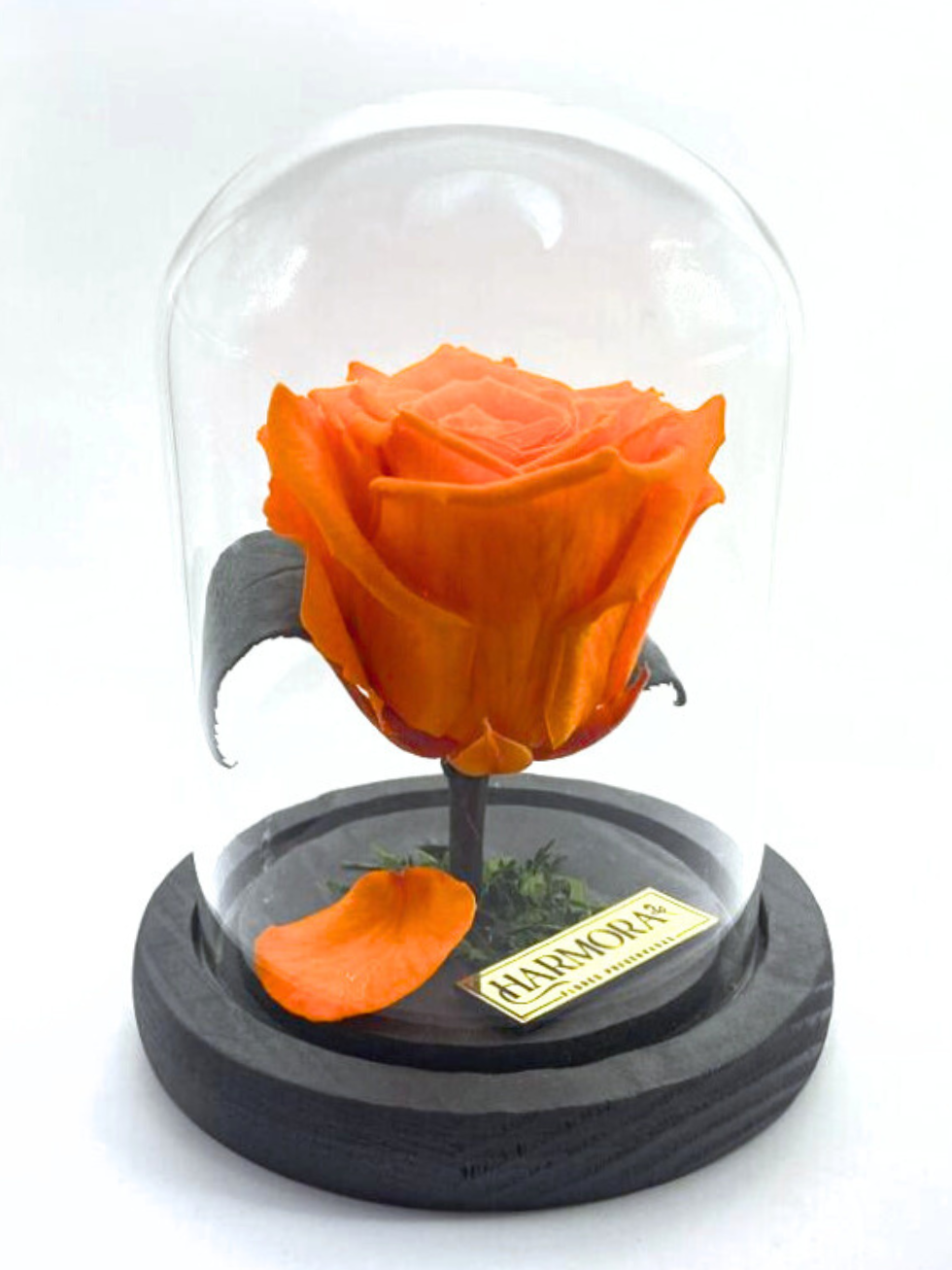 rosa optimista classic ~ 14 cm