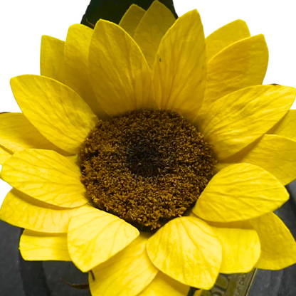 Girasol FELICIDAD