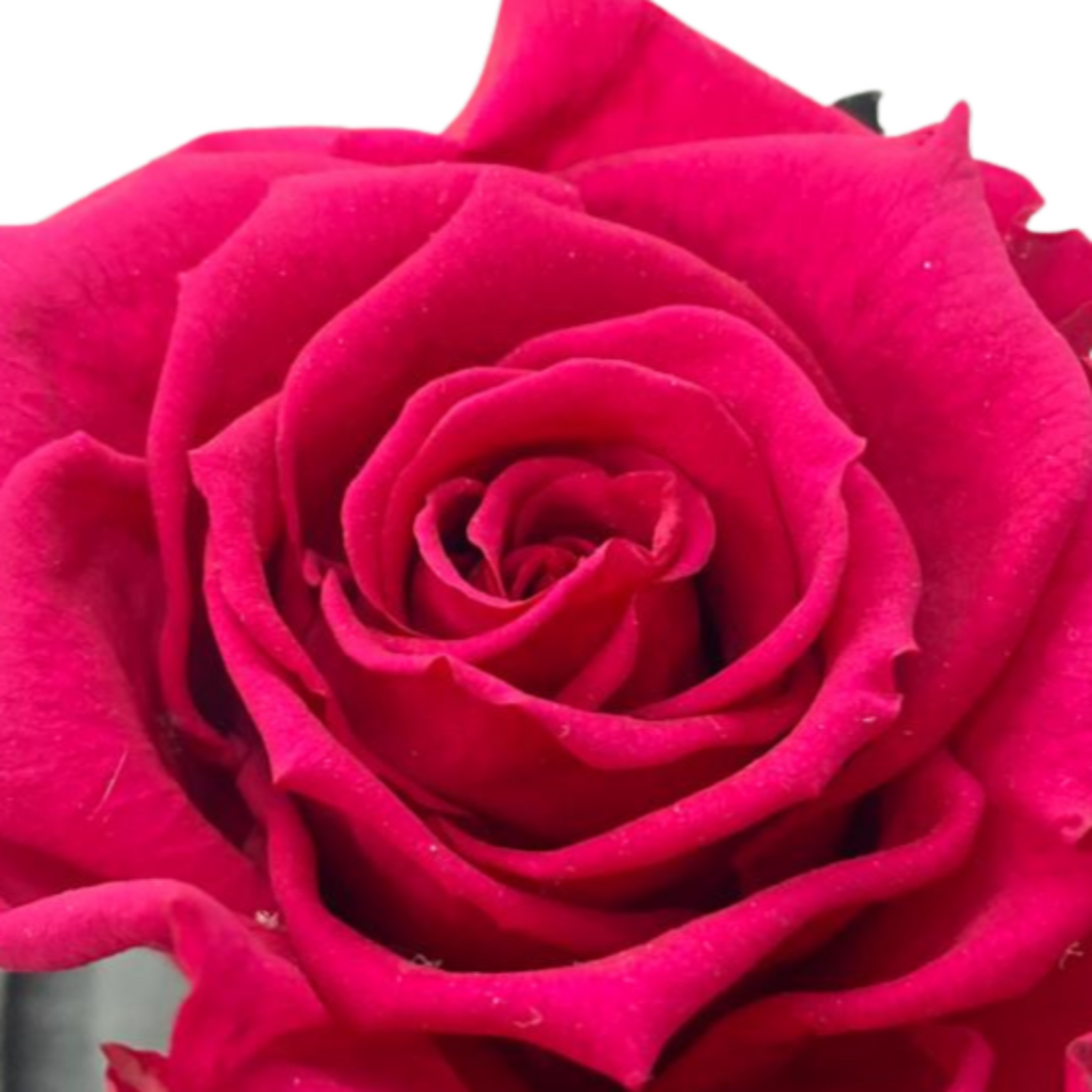 rosa fortaleza