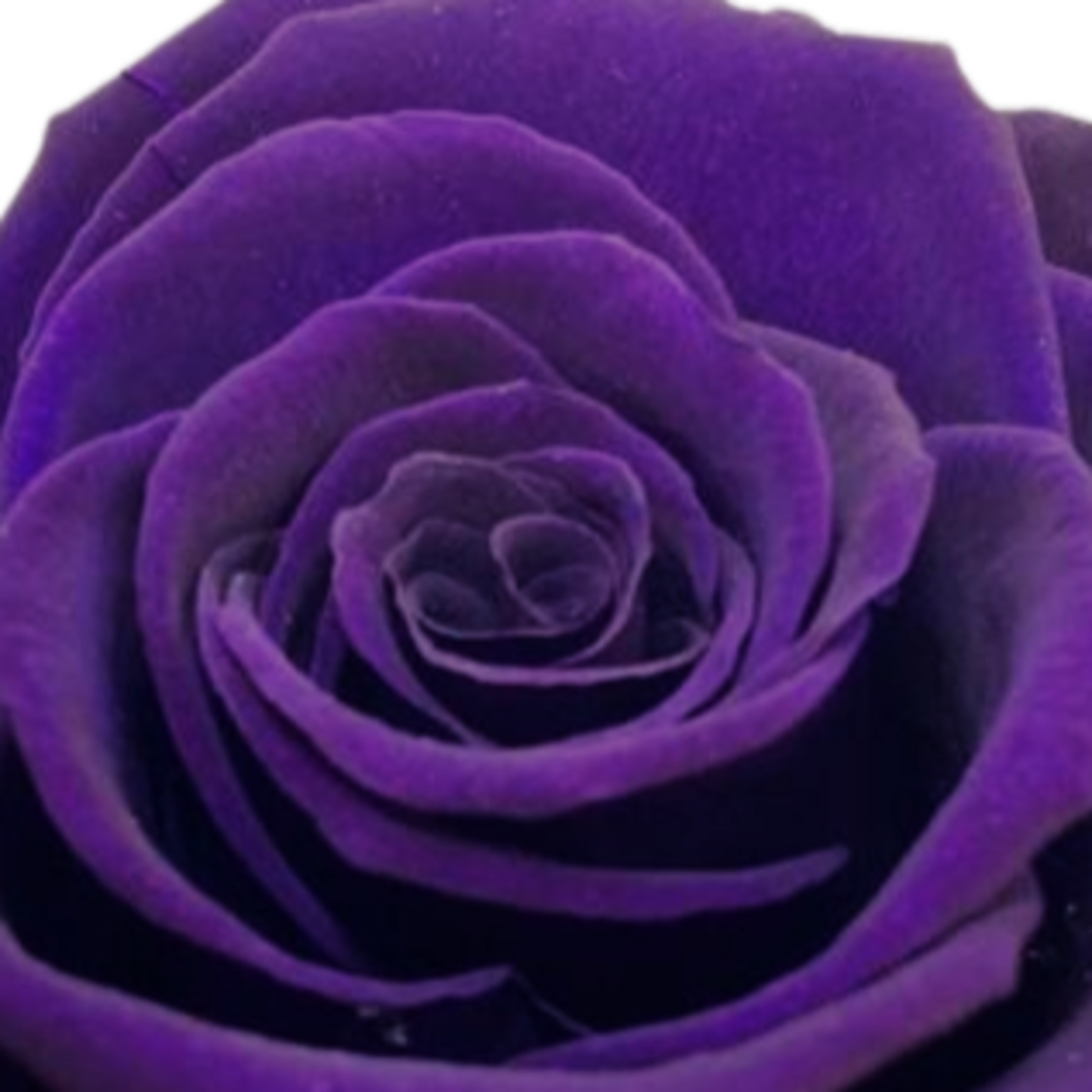 rosa introspección