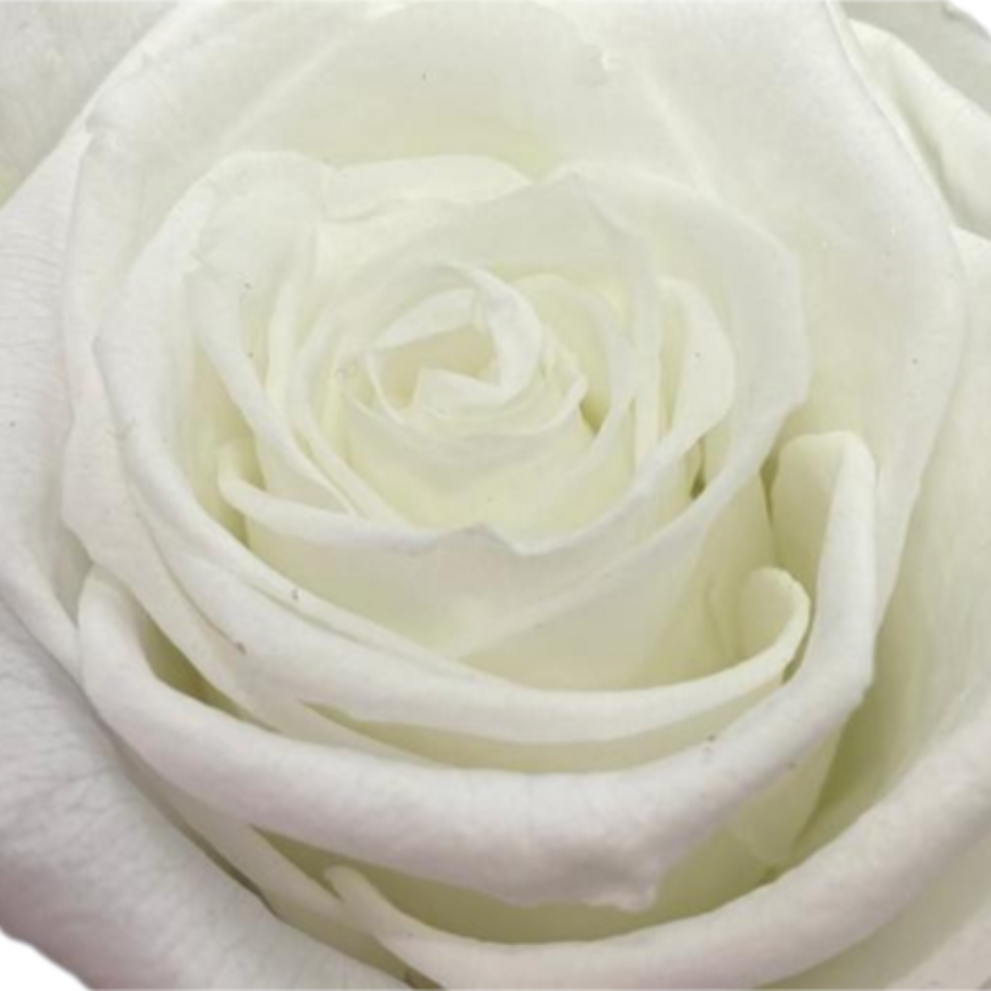 rosa pureza