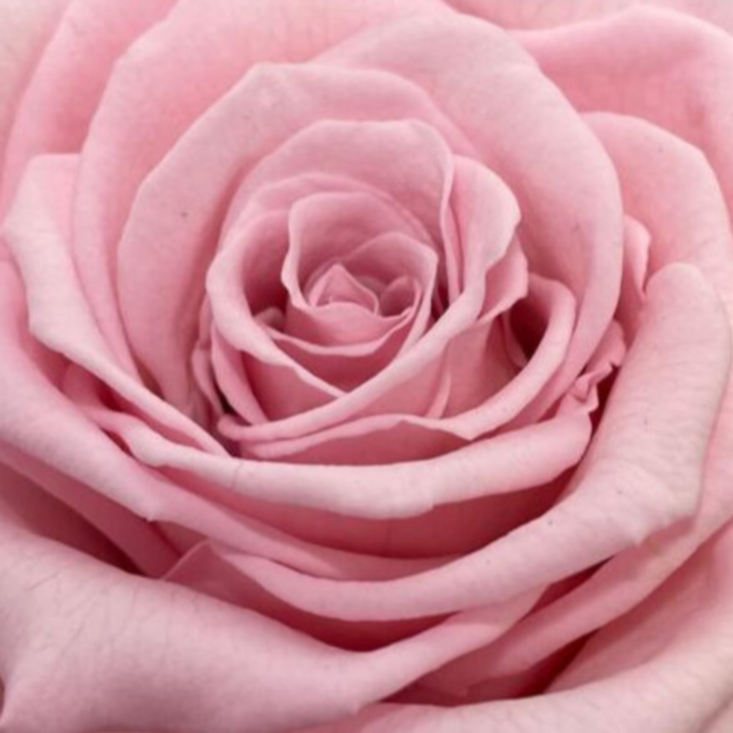 rosa dulzura