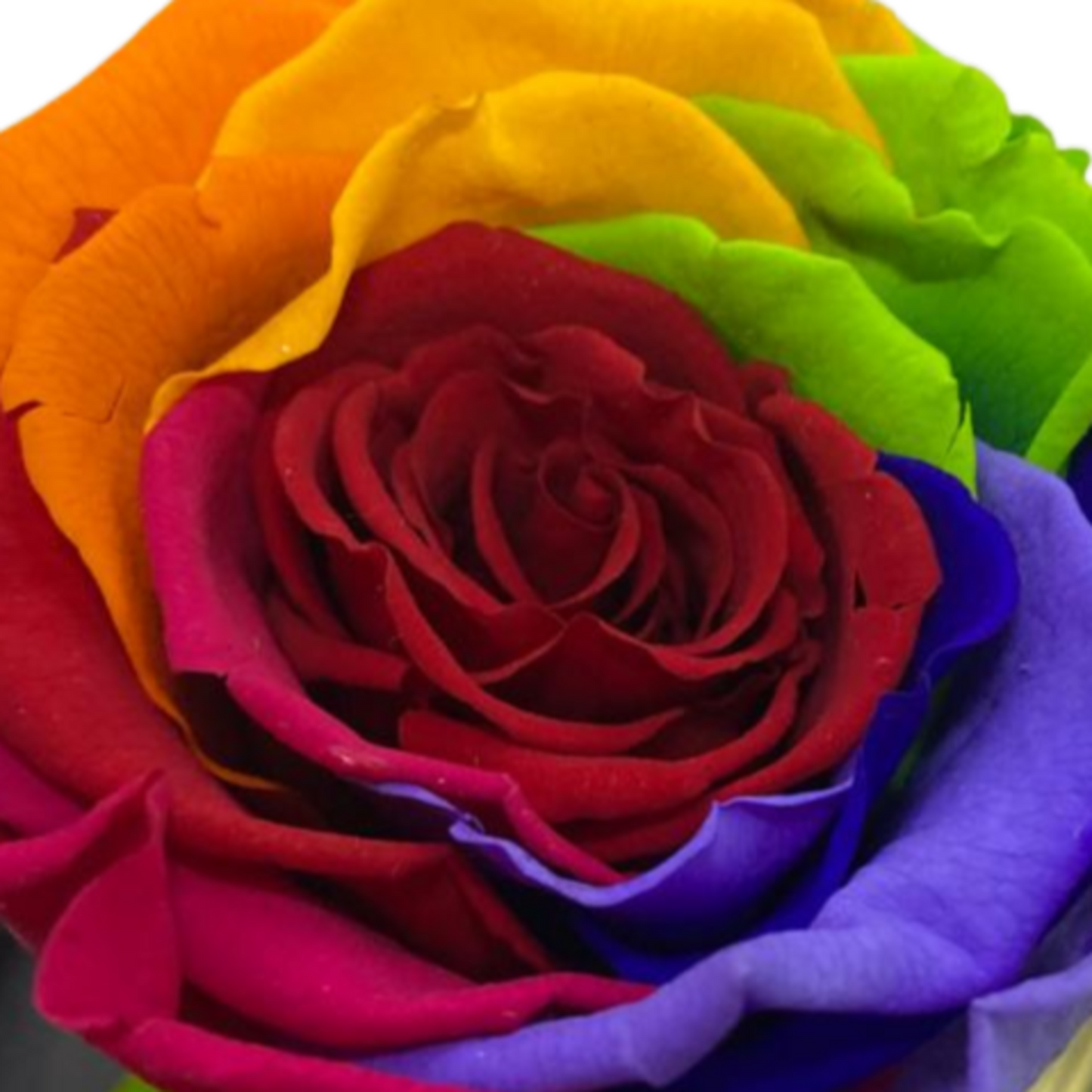 rosa rainbow