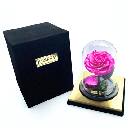 Rosa AUDAZ XL