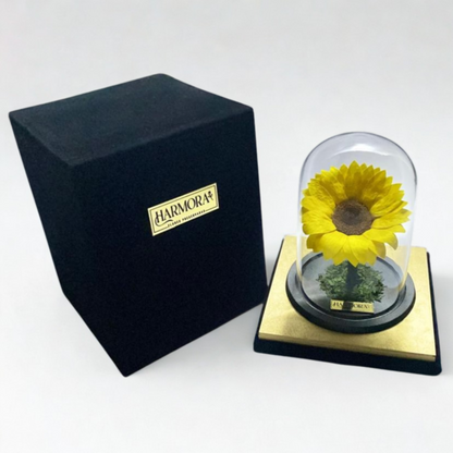 Girasol FELICIDAD XL