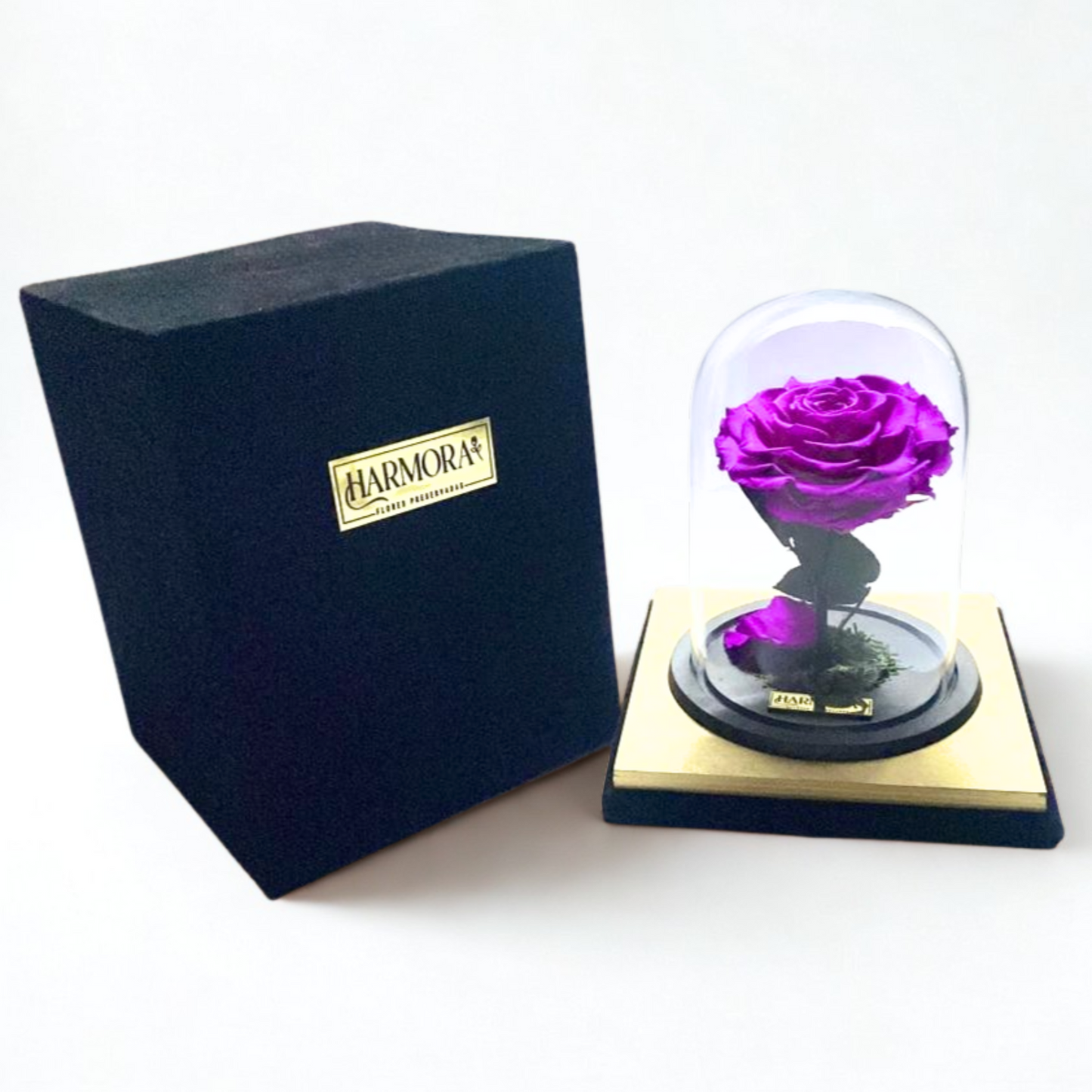 rosa sabiduría xl