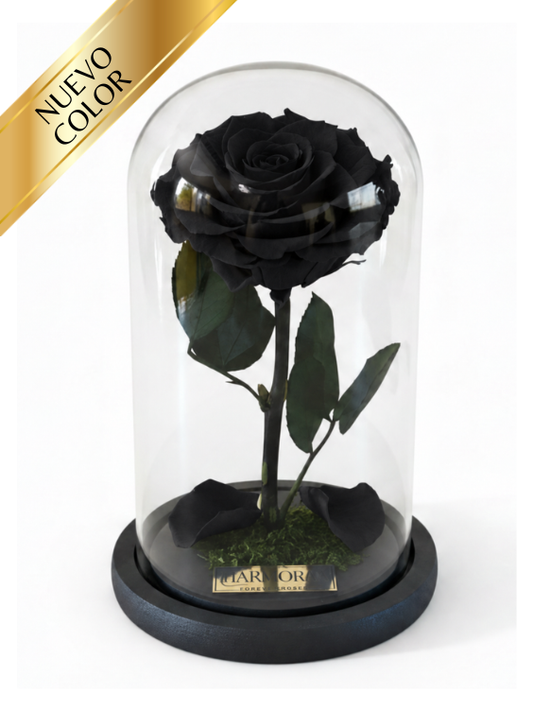 Rosa MÍSTICA SIGNATURE ~ 22.5 CM