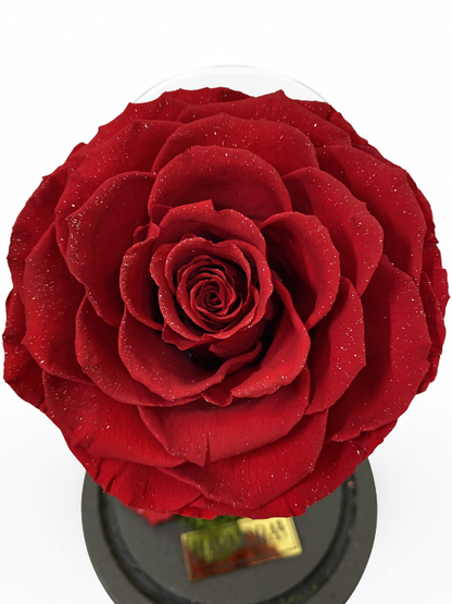 Rosa PASIÓN DIAMOND SIGNATURE ~ 22.5 CM