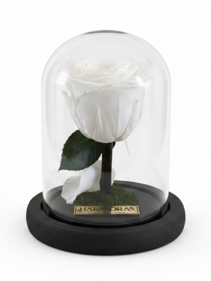 Rosa PUREZA CLASSIC ~ 14 CM