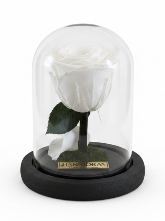 Rosa PUREZA CLASSIC ~ 14 CM
