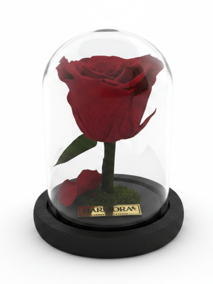 Rosa PASIÓN CLASSIC           ~ 14 CM