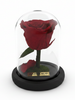 Rosa PASIÓN CLASSIC           ~ 14 CM