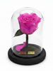 Rosa AUDAZ CLASSIC ~ 14 CM