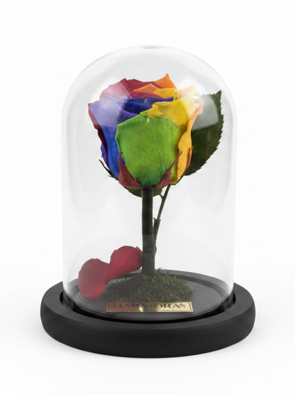Rosa RAINBOW CLASSIC ~ 14 CM