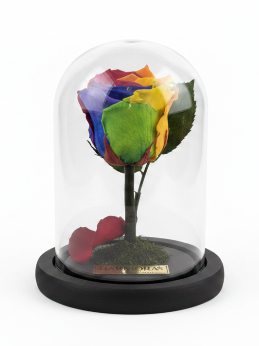 Rosa RAINBOW CLASSIC ~ 14 CM