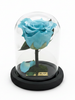 Rosa PLENITUD CLASSIC ~ 14 CM