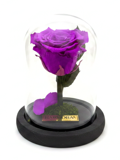 Rosa SABIDURÍA CLASSIC ~14 CM