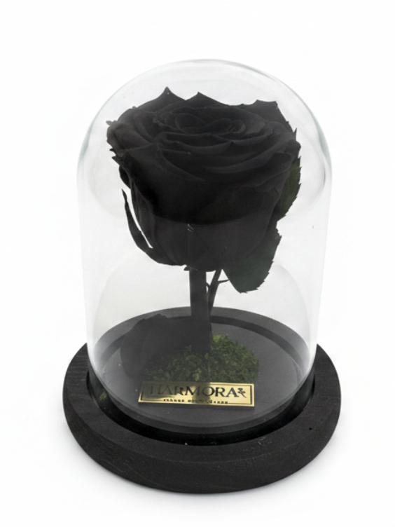 rosa mística classic ~ 14 cm