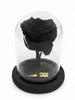 Rosa MÍSTICA CLASSIC ~ 14 CM