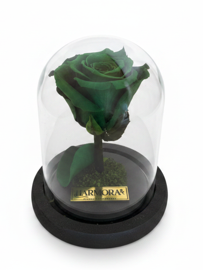 Rosa ESPERANZA CLASSIC ~ 14 CM