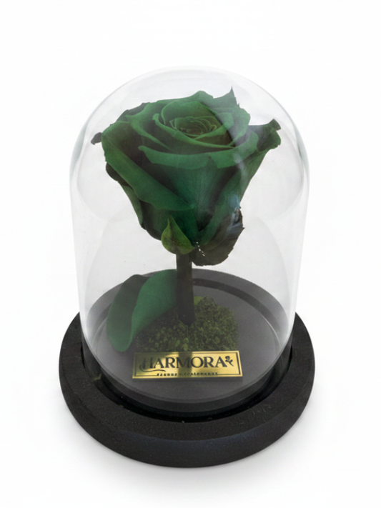 Rosa ESPERANZA CLASSIC ~ 14 CM