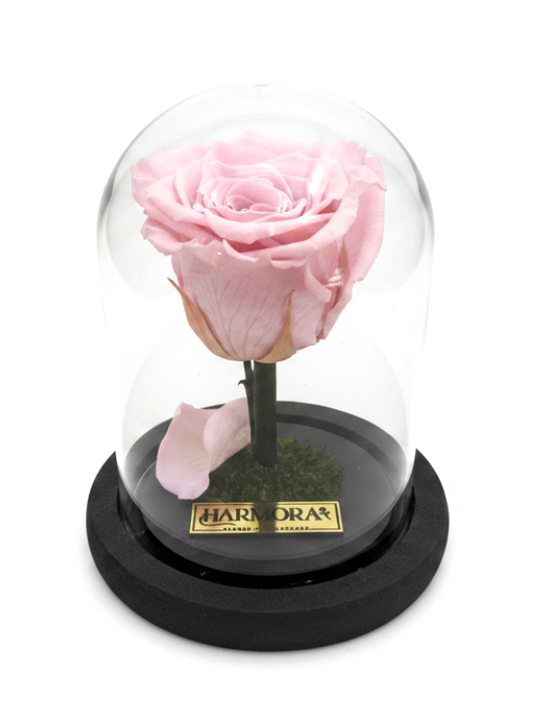 Rosa DULZURA CLASSIC ~ 14 CM
