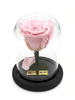 Rosa DULZURA CLASSIC ~ 14 CM