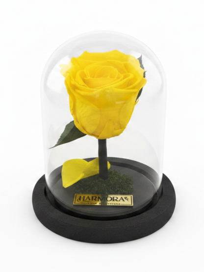 Rosa ALEGRÍA CLASSIC ~ 14 CM