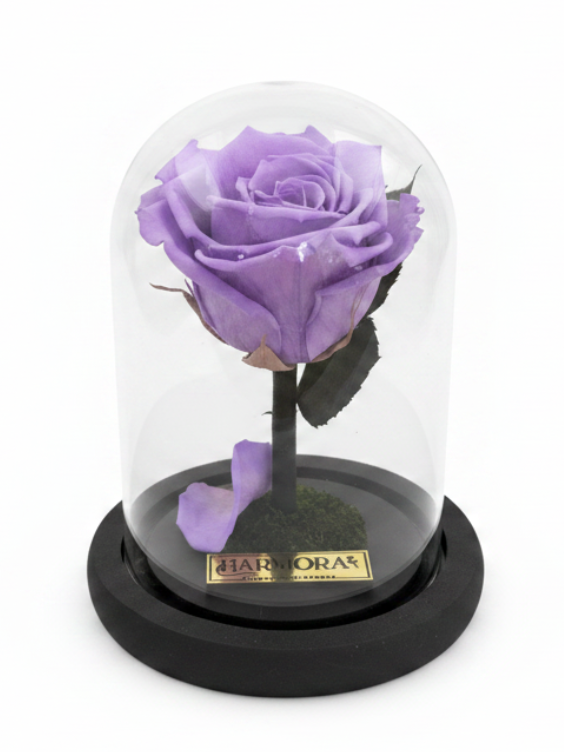 rosa transformación classic ~ 14 cm