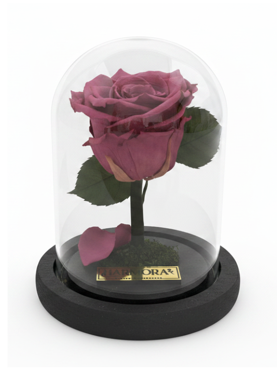 rosa gratitud classic ~ 14 cm