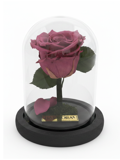 Rosa GRATITUD CLASSIC ~ 14 CM