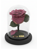 Rosa GRATITUD CLASSIC ~ 14 CM