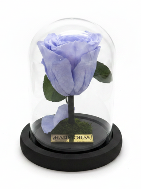 rosa serenidad classic ~ 14 cm