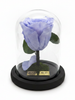 Rosa SERENIDAD CLASSIC ~ 14 CM