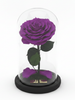 Rosa SABIDURÍA SIGNATURE ~ 22.5 CM