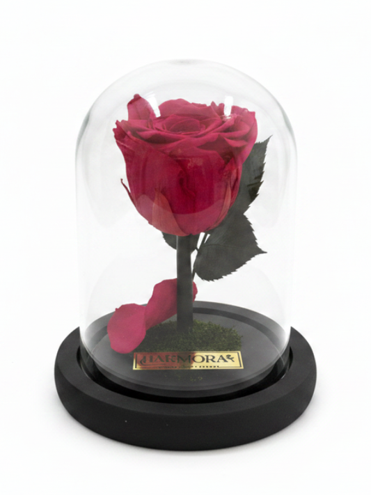 Rosa FORTALEZA CLASSIC ~ 14 CM