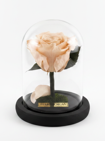 Rosa SINCERIDAD CLASSIC ~ 22.5 CM